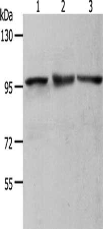 MCM4 antibody