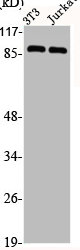 MCM5 Antibody