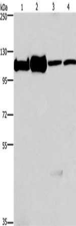 MCM6 Antibody