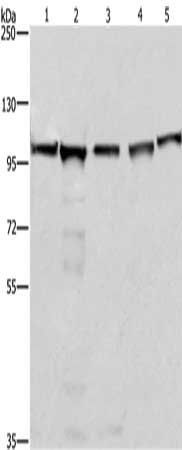 MCM6 Antibody