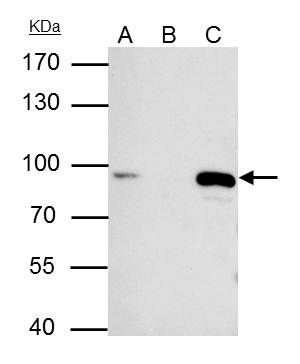 MCM7 antibody