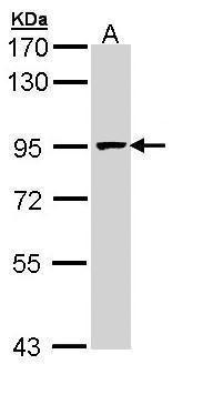MCM7 antibody [N2C2], Internal