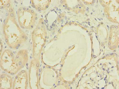 MCM9 antibody