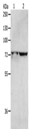 MCMBP antibody