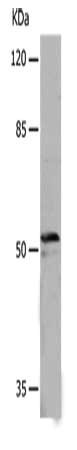 MCMBP antibody