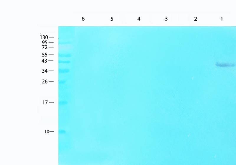 MCP1 antibody