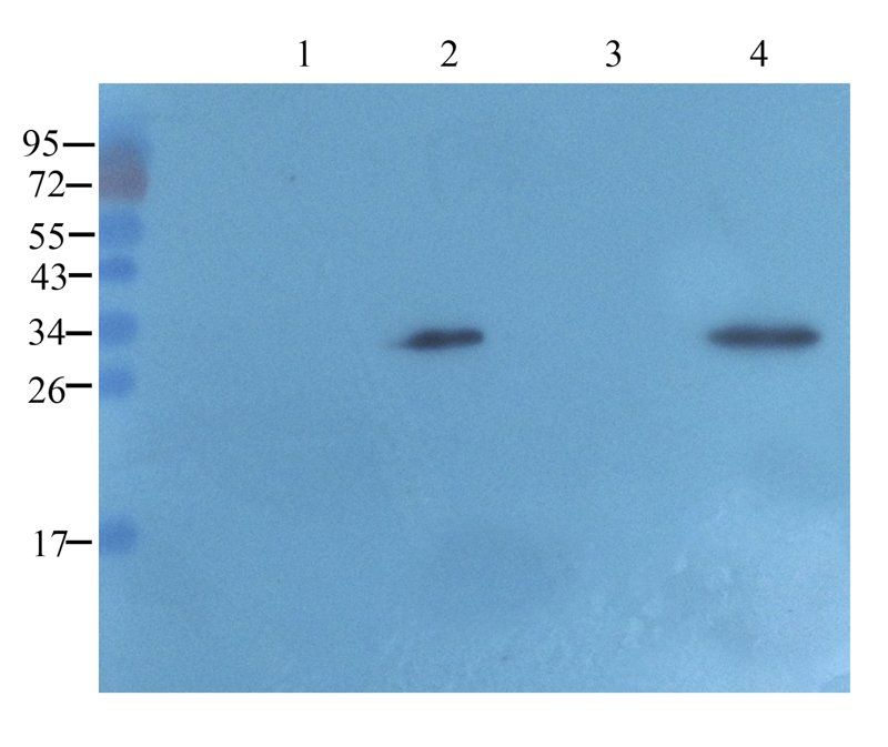 MCP3/CCL7 antibody