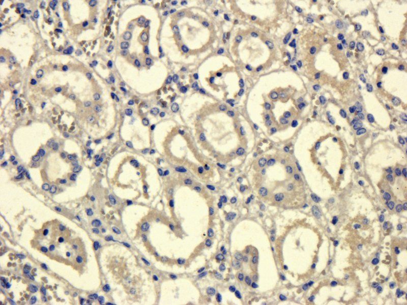 MCP3 antibody