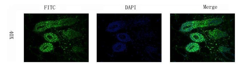 MCP3/CCL7 antibody (FITC)