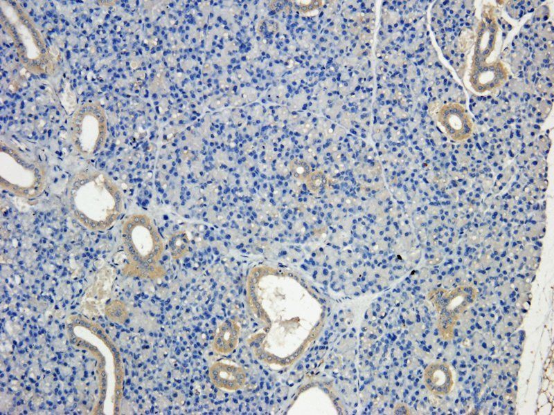 MCP5 antibody