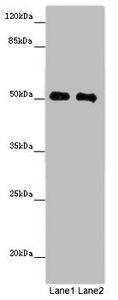 MCRS1 Antibody