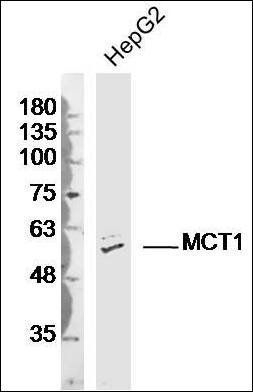 MCT1 antibody