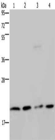 MCTS1 Antibody