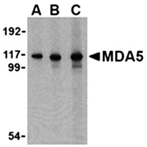MDA5 Antibody
