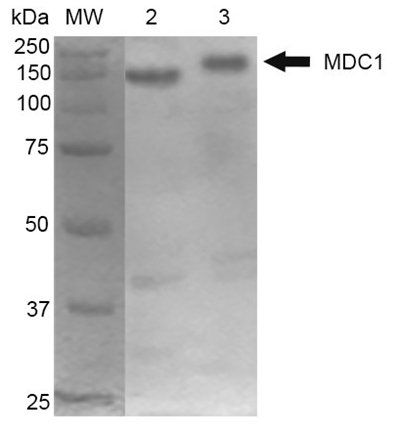 MDC1 Antibody