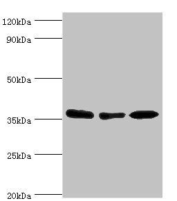 MDH1 antibody