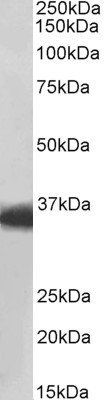 Goat anti-MDH1 / MOR2 Antibody