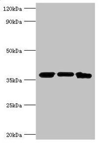 MDH2 Antibody
