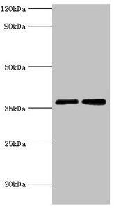 MDH2 Antibody