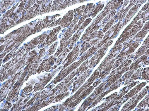 MDH2 antibody