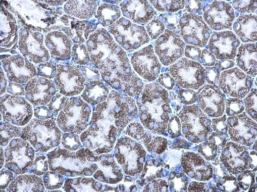 MDH2 antibody