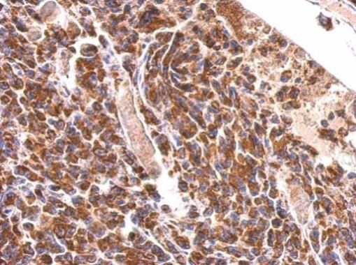 MDH2 antibody