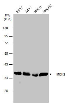 malate dehydrogenase 2 Antibody
