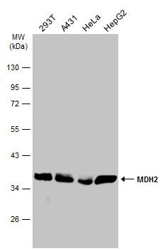MDH2 antibody