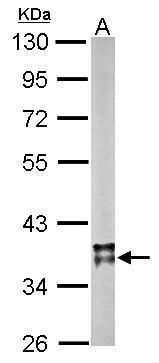 malate dehydrogenase 2 Antibody