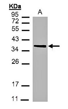 MDH2 antibody