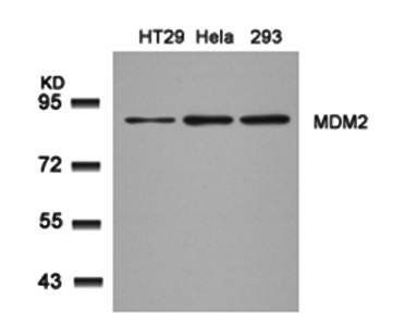 MDM2 (Ab66) Antibody