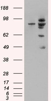 Goat anti-MDM2 (isoform) Antibody