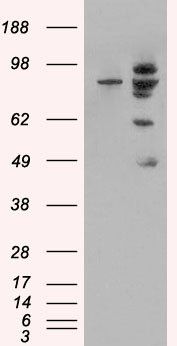 MDM2 antibody