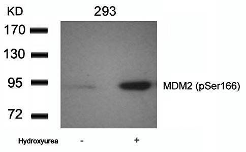 MDM2 (phospho-Ser166) Antibody