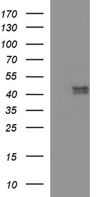 MDM4 Antibody