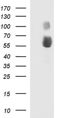 MDMX Antibody