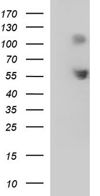 MDMX Antibody
