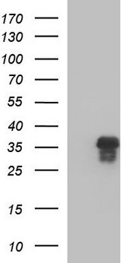 MDMX Antibody
