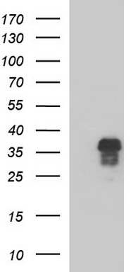 MDMX Antibody