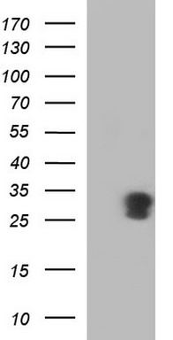 MDMX Antibody
