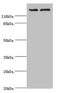 MDR1 antibody