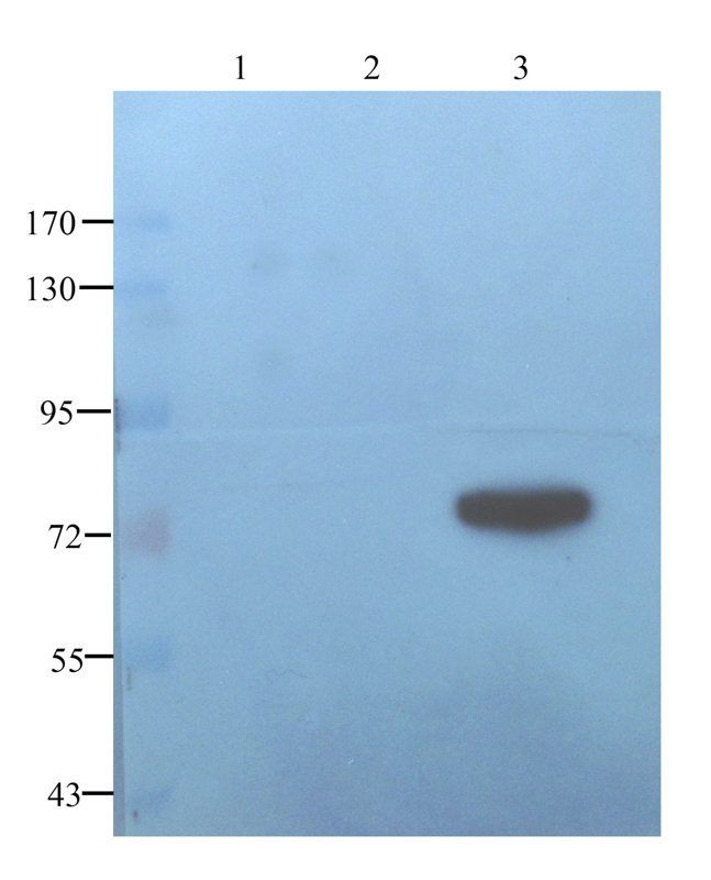 MDR1 antibody