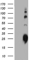 MDS028 Antibody