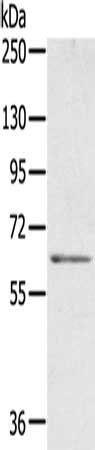 ME1 antibody