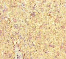ME3 Antibody