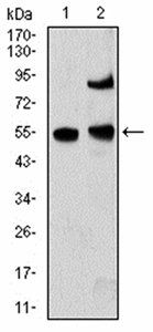 MECP2 Antibody