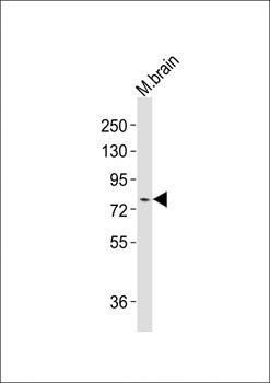 MeCP2 antibody