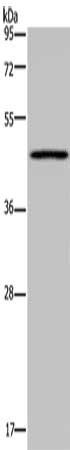 MECP2 Antibody