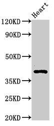 MECR antibody