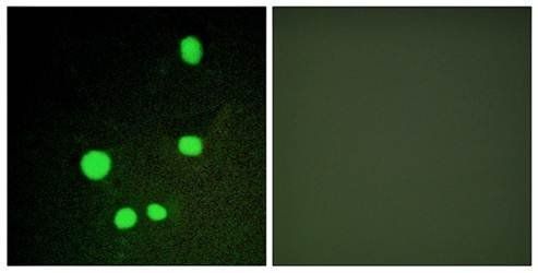 MED14 antibody